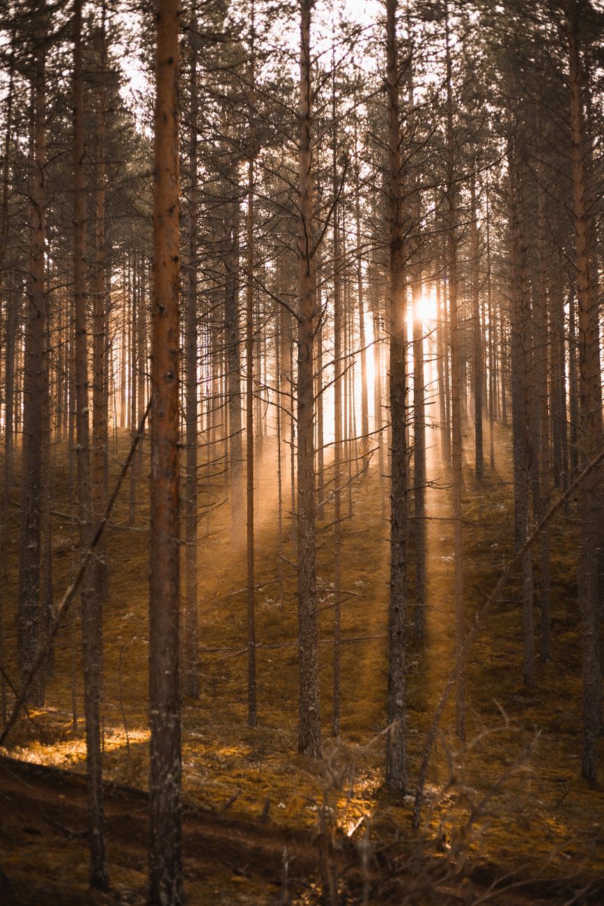 Beautiful mountain forest reflecting intentional peace